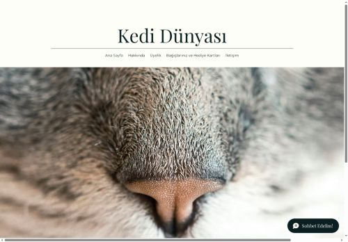 Kedi Dünyası | Sokak Hayvanı | İstanbul, Türkiye