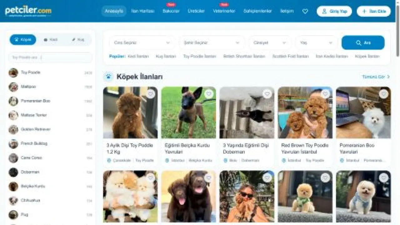 Evcil Hayvan İlanları Köpek ve Kedi Sahiplendirme | Petciler